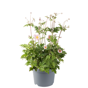 Bild von Vp Anemone P19 Princess Pink